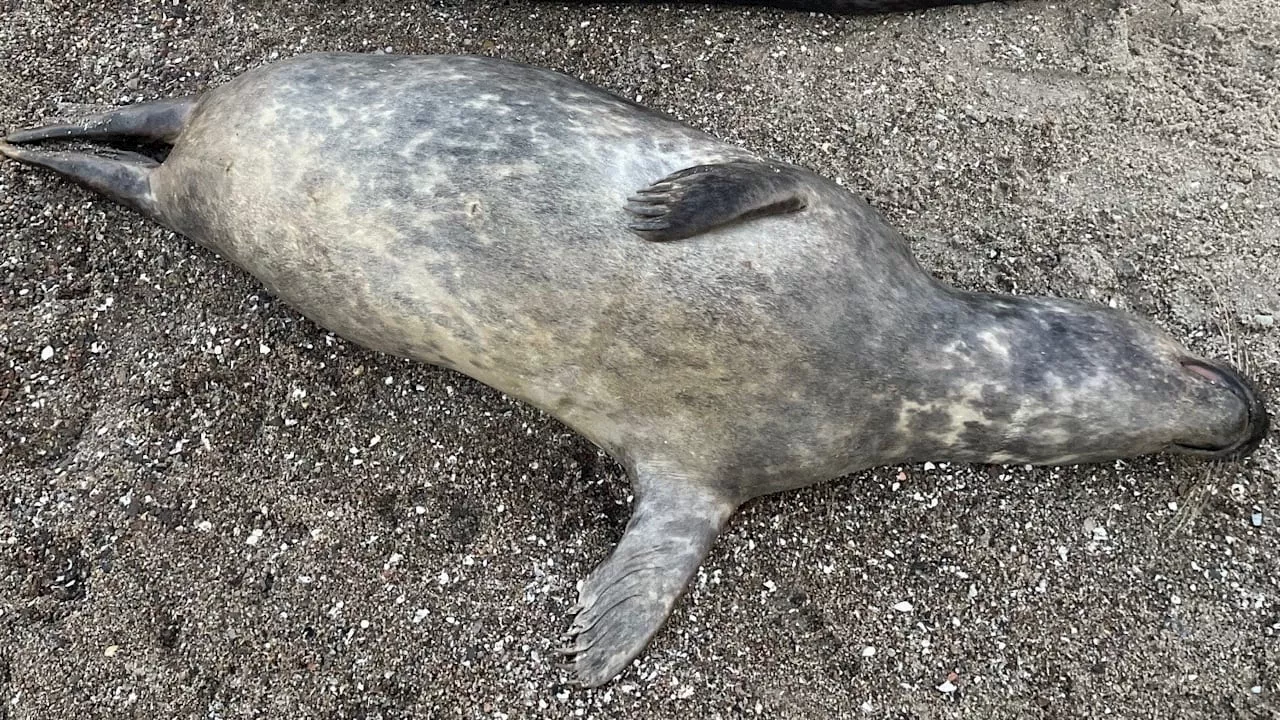 Drama in der Ostsee: Kegelrobben-Sterben geht weiter