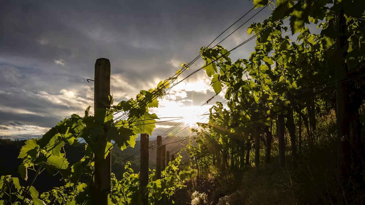 Trollinger-Wein ist besser als sein Spießer-Ruf: Hier sind die besten