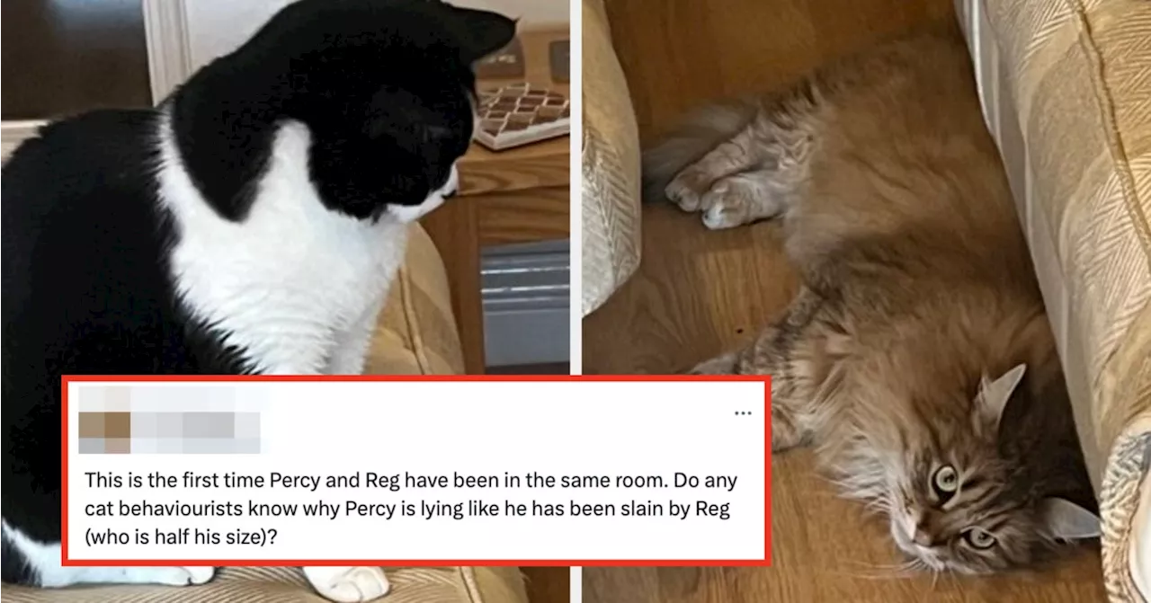 22 Funny Pet Tweets