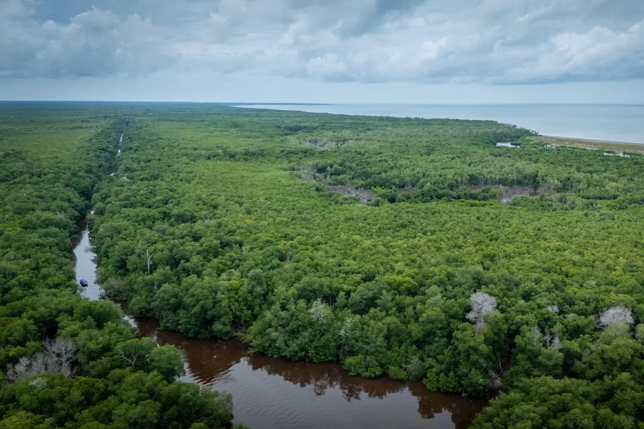 CAF destinará 300 millones de dólares a programas para la conservación de biodiversidad