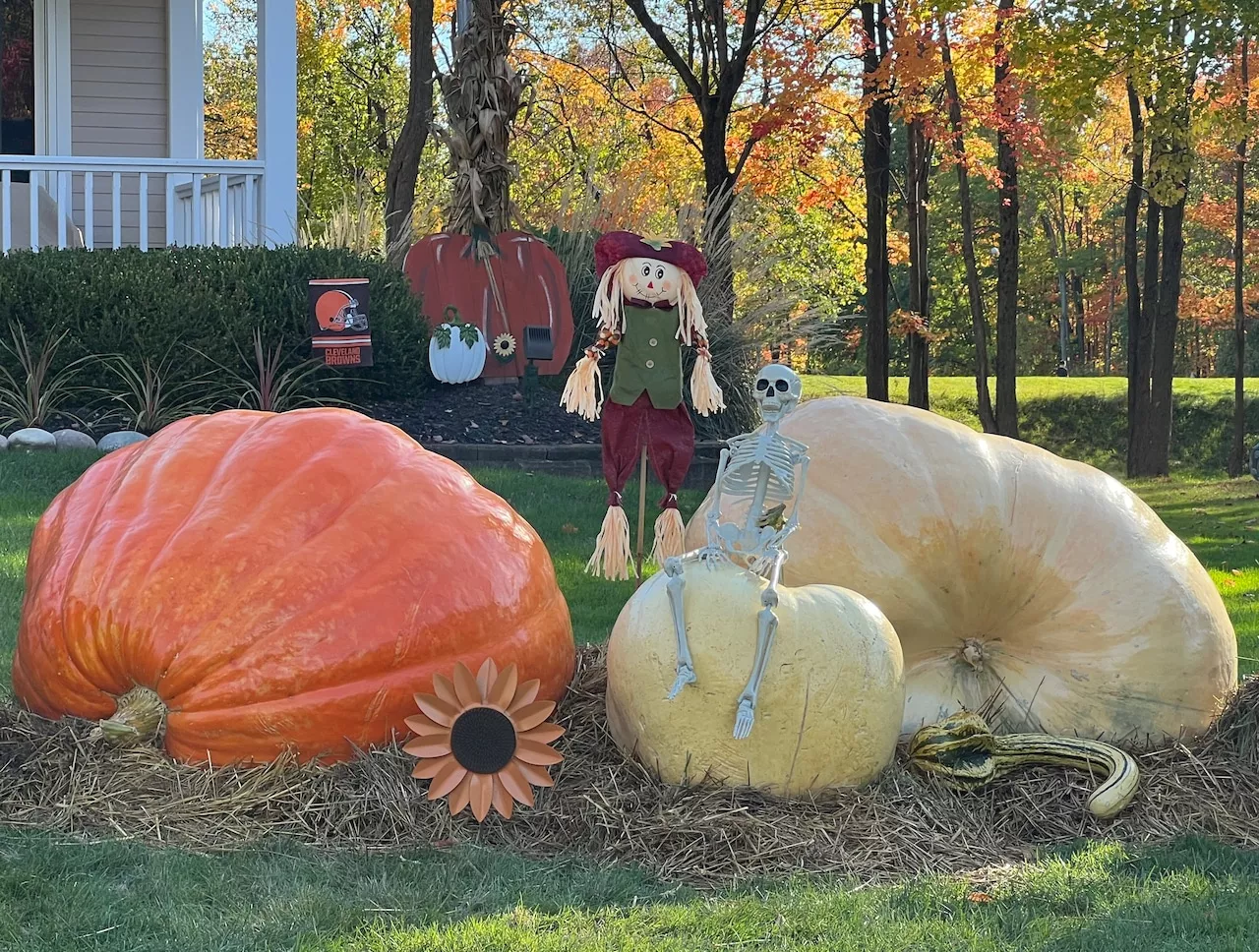 Great pumpkins indeed -- Parma home boasts massive gourds in front yard