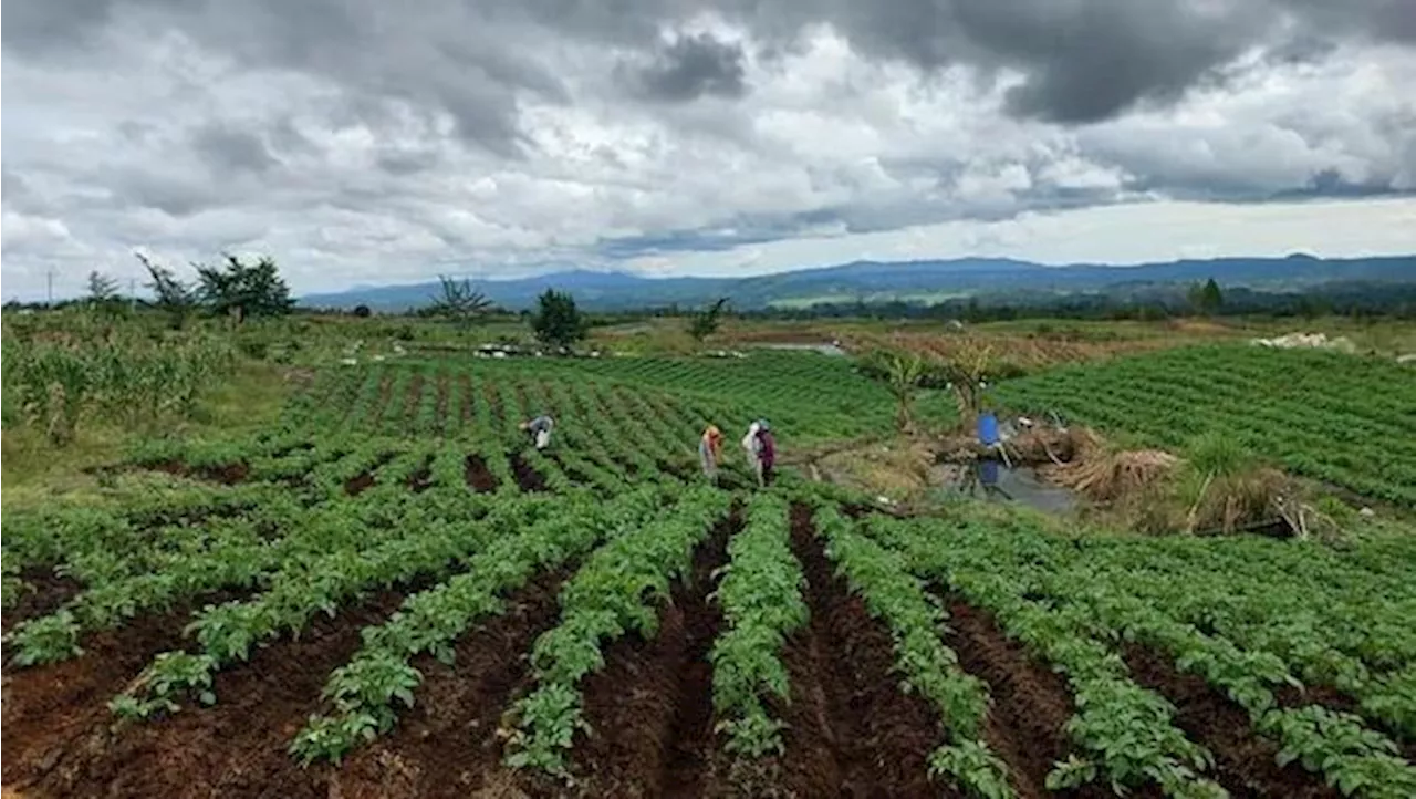 Prabowo Mau RI Jadi Produsen Beras Terbesar Dunia, Emang Bisa?