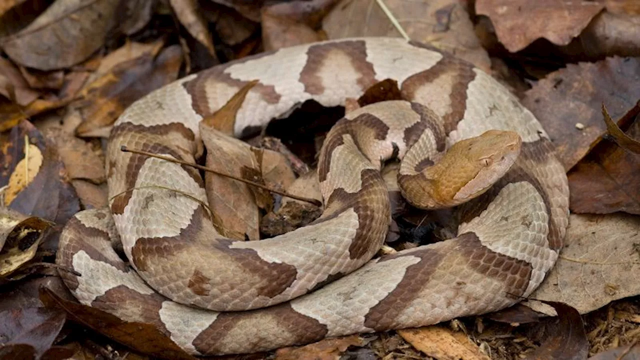 Woman survives snake bite during days lost in Australia’s Snowy Mountains