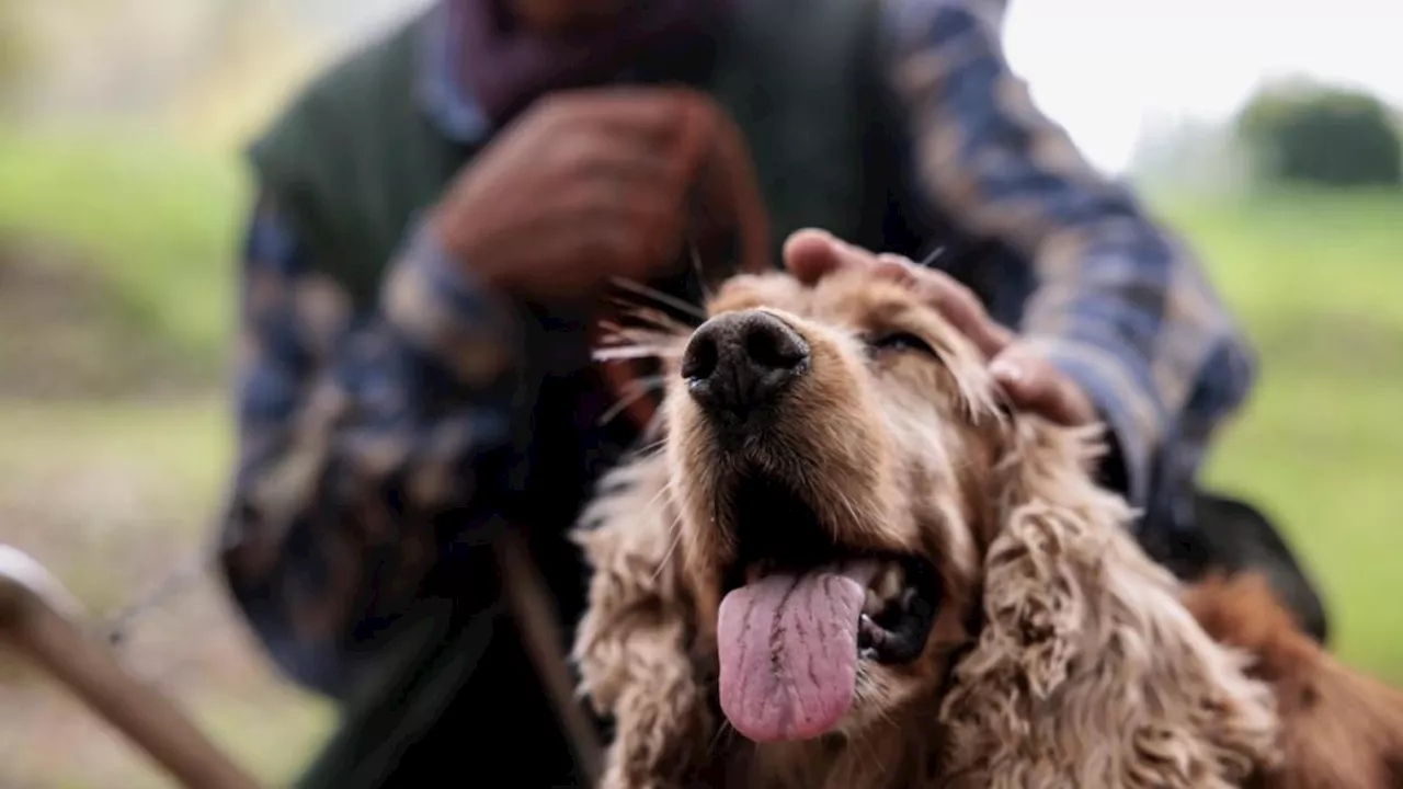 Per otto italiani su dieci avere un animale domestico contribuisce a migliorare la salute: il sondaggio