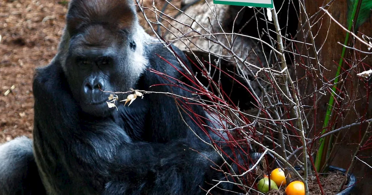 Toronto Zoo‘s ‘iconic’ gorilla displaying ’concerning health symptoms’