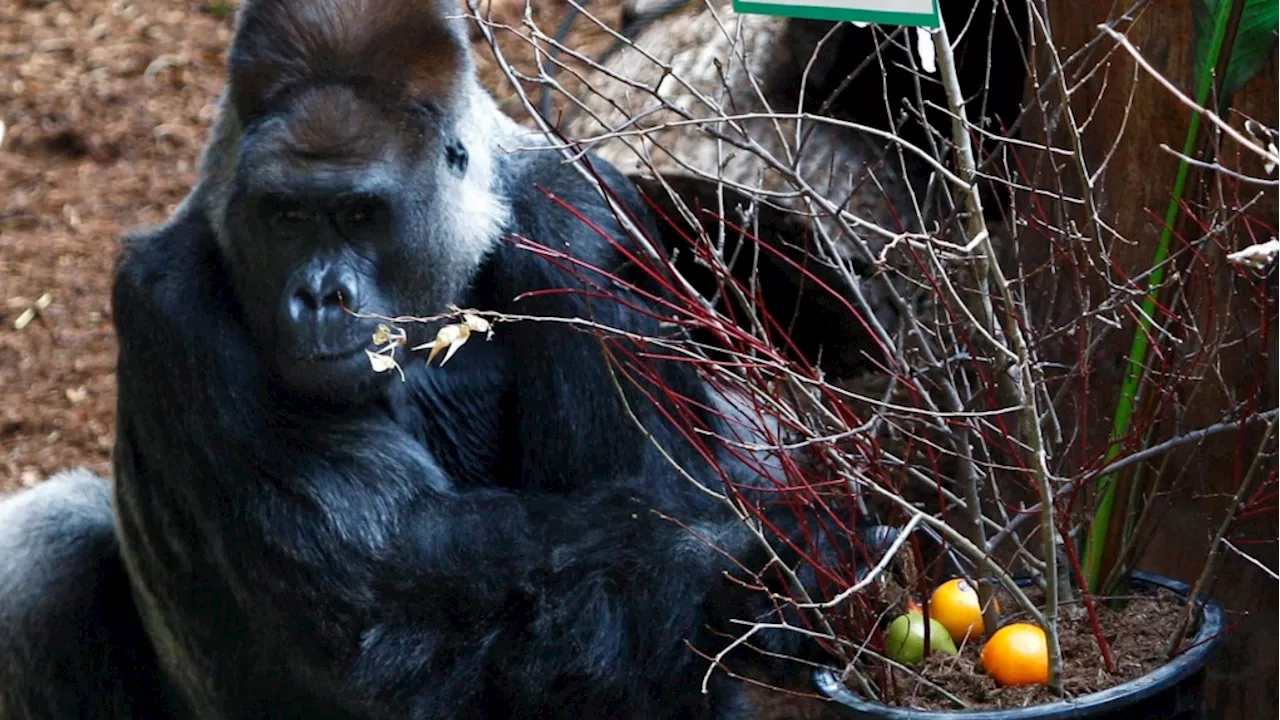 Toronto Zoo's 'iconic' gorilla displaying 'concerning health symptoms'