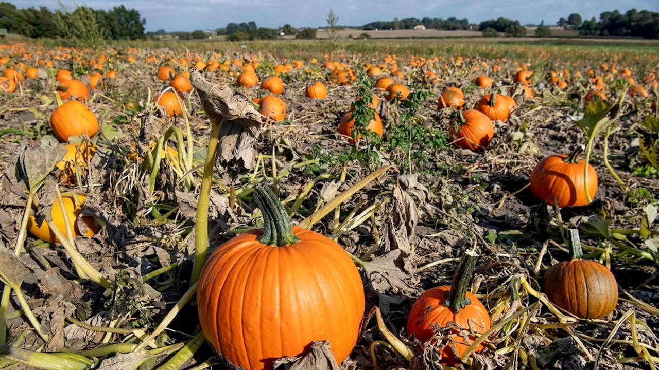 Pumpaodlarna kan förvänta sig miljonregn under halloween