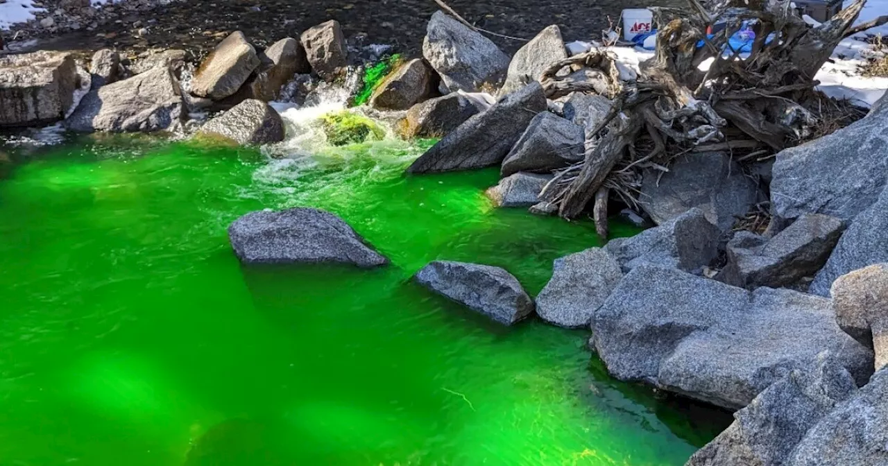 No Halloween prank: The Fraser River will turn green Monday as part of a groundwater study