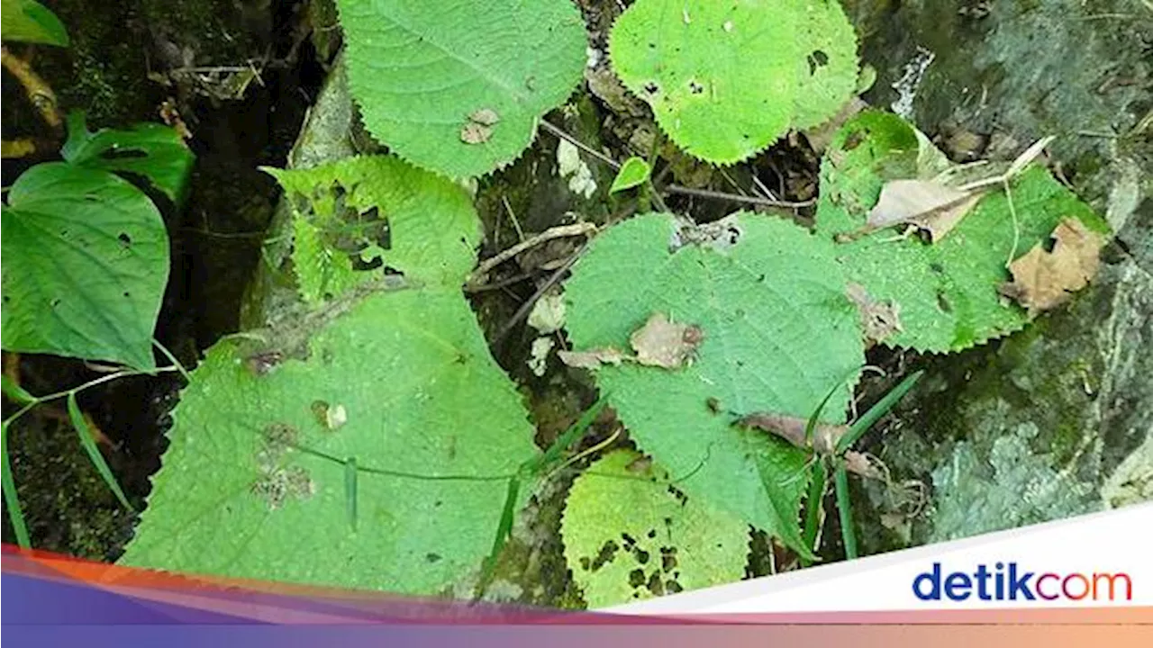 7 Tanaman Paling Beracun di Dunia yang Bisa Memicu Kematian!