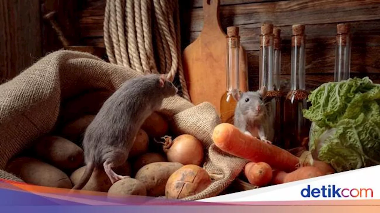 Coba Periksa! Ini Tempat Persembunyian Tikus di Rumah