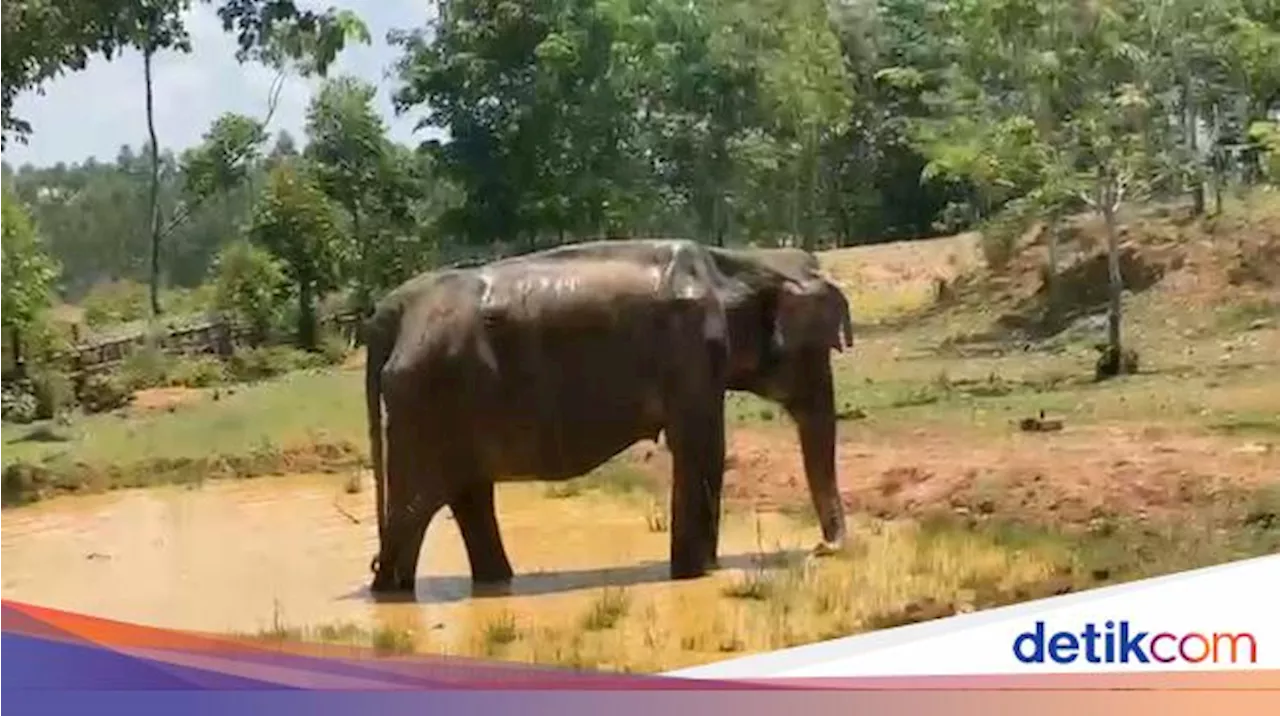 Gajah Terluka di PALI Diduga Korban Serangan Pejantan Dilanda Birahi