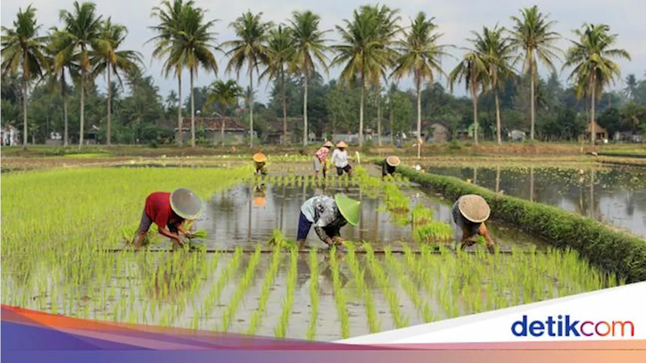 Prabowo Mau Percepat Cetak Sawah 3 Juta Ha, dari Papua hingga Sumsel