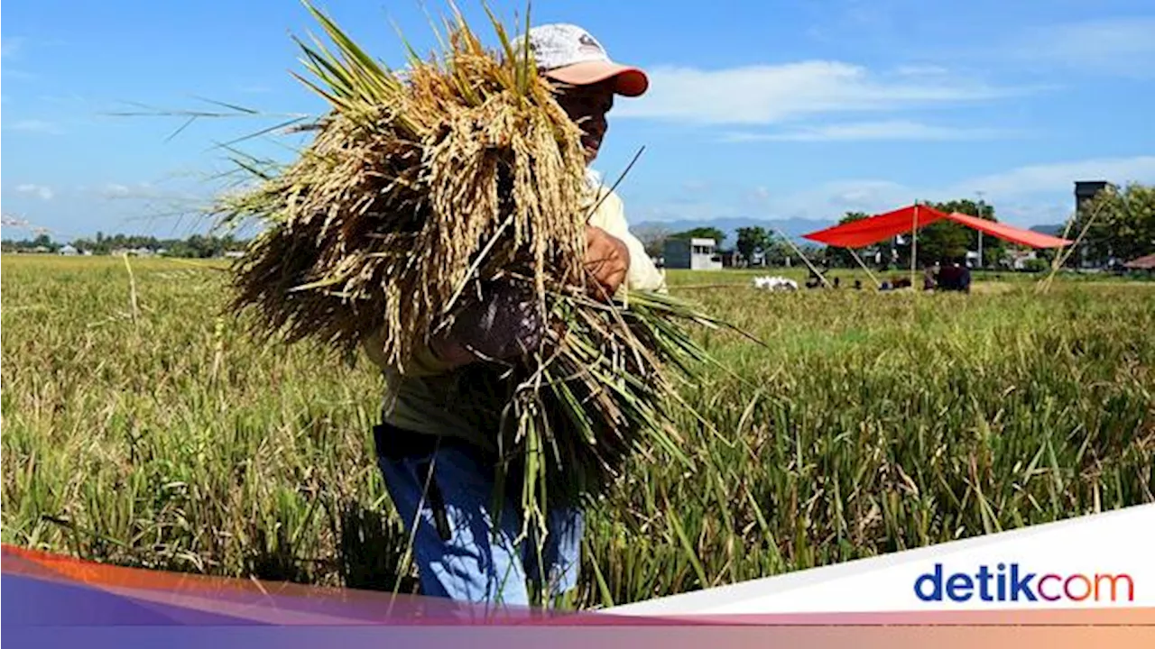 Produksi Anjlok, Bapanas Wanti-wanti Harga Beras Bisa Naik