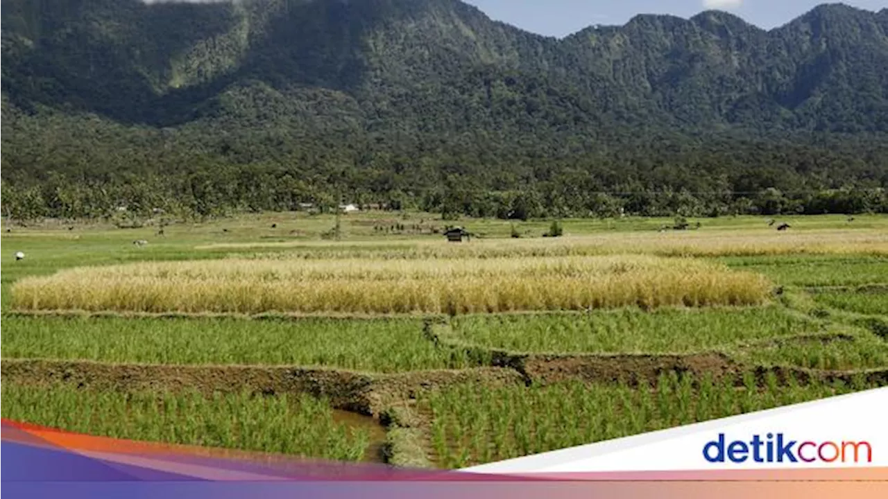 RI Cetak Sawah 3 Juta Ha, Sediakan Pangan buat 80 Tahun