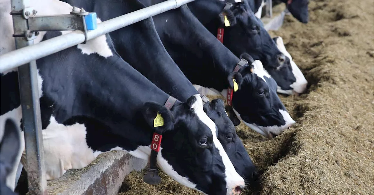 Milch-Boykott: Streit zwischen Spar und NÖM spitzt sich weiter zu