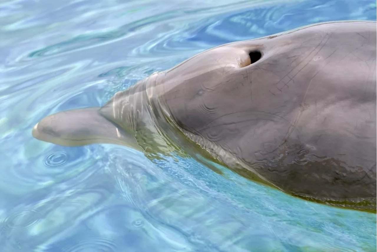 Microplastic Pollution Is Everywhere, Even in the Exhaled Breath of Dolphins