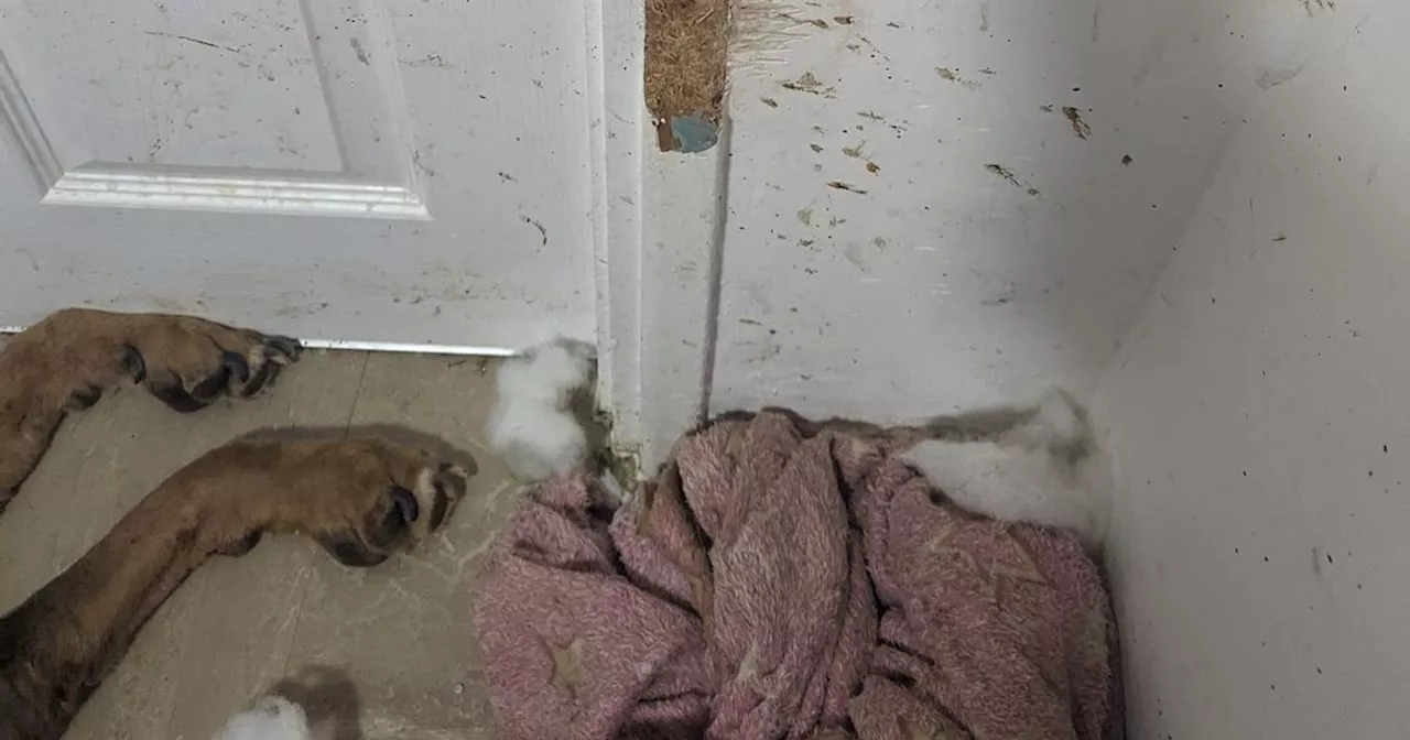 Dog left 'chew marks' on the door before starving to death