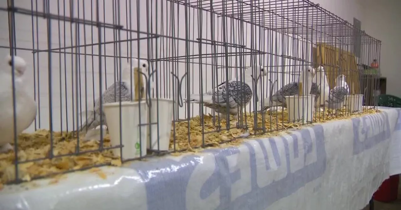 Utah pigeon owners prepare to show off their birds at major show this weekend