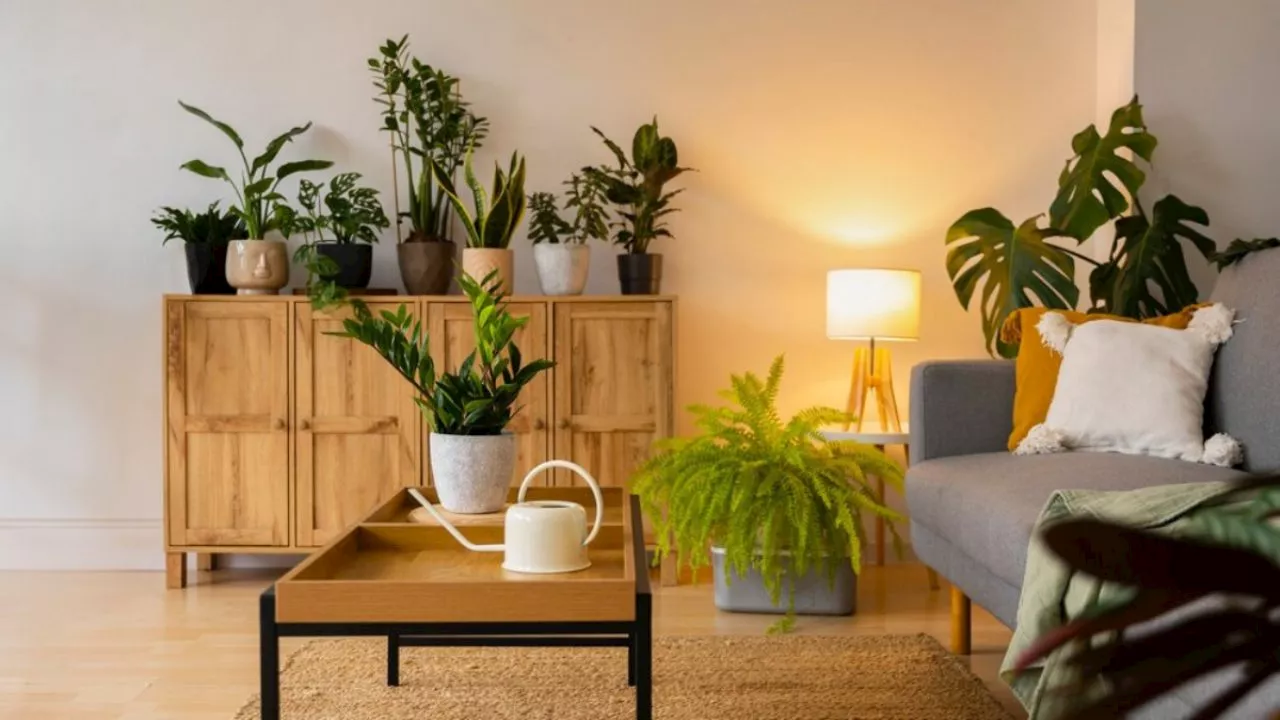 Descubre las plantas ideales para principiantes que no necesitan luz