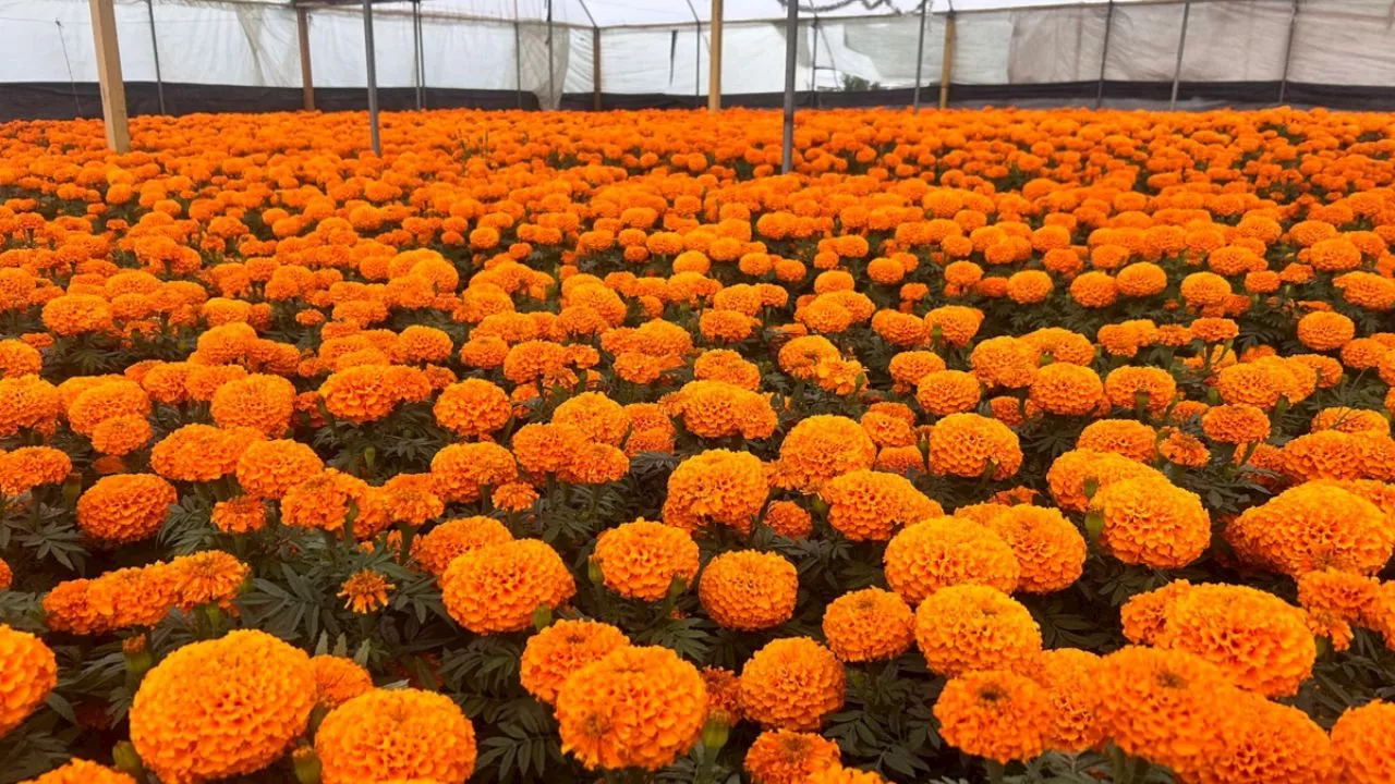 Flor de cempasúchil tiene un costo promedio de 15 pesos, podría subir por cercanía de Día de Muertos