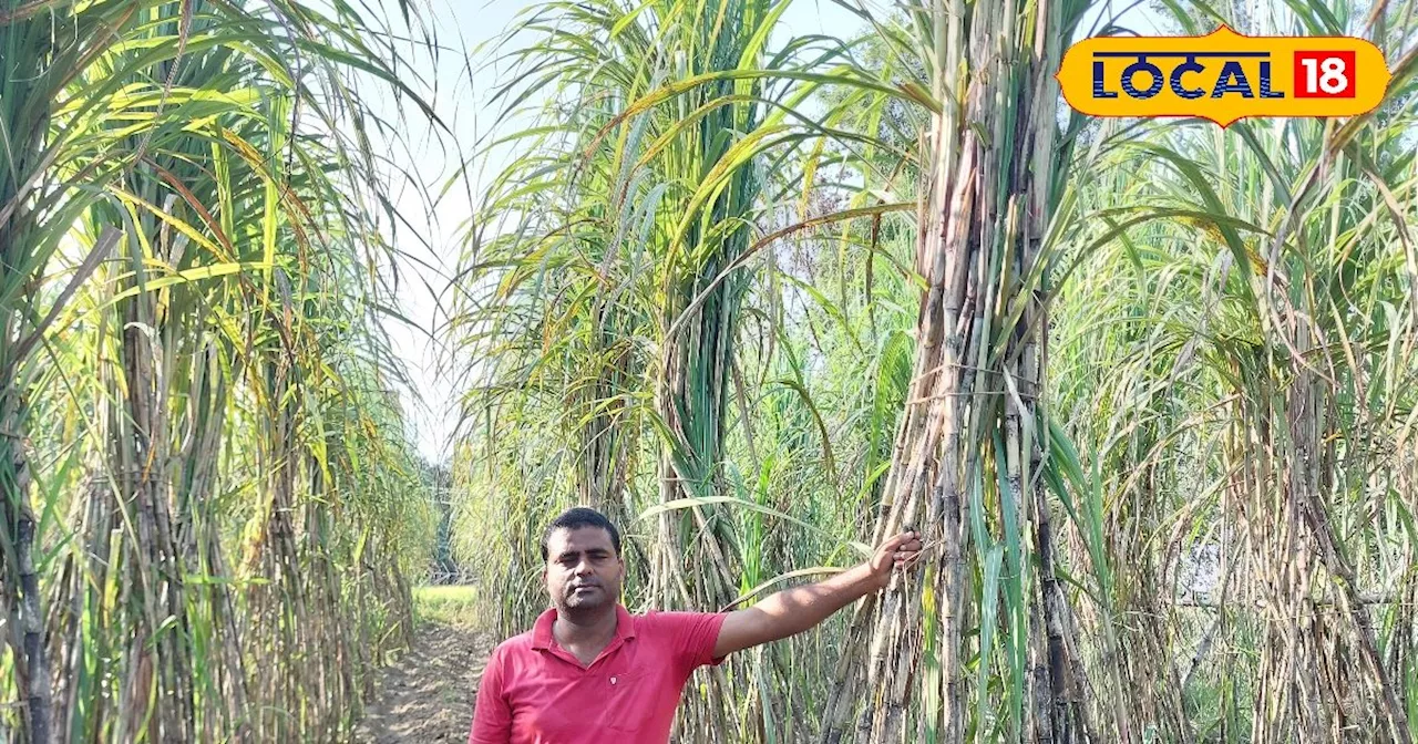 गोंडा के ये प्रिंसिपल और किसान कर रहे हैं काले आलू की खेती, सेहत के लिए है फायदेमंद