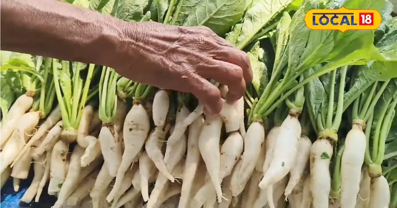 Radish Farming: सरकारी नौकरी वाले भी हो जाएंगे फेल, किसान मूली की खेती से करें तगड़ी कमाई, एक बीघा में लागत...