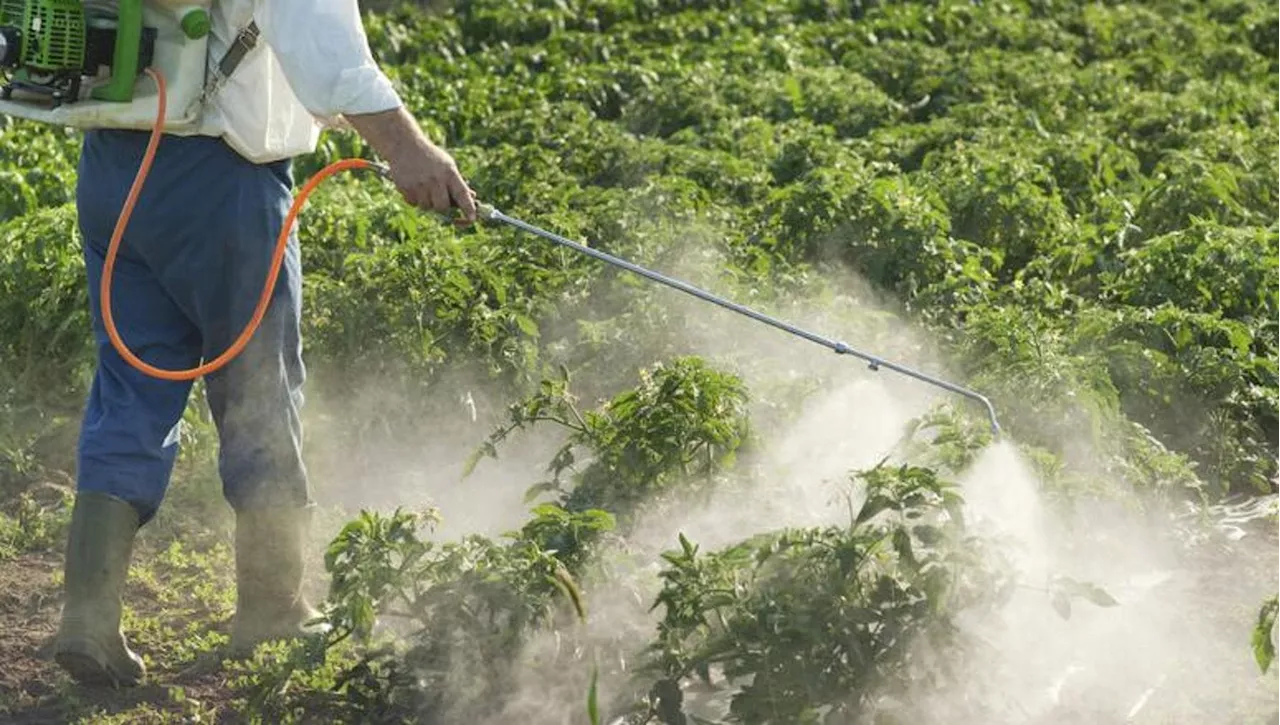 Pesticidi e cambiamenti climatici: oltre 500 sostanze usate in agricoltura danneggiano gli insetti