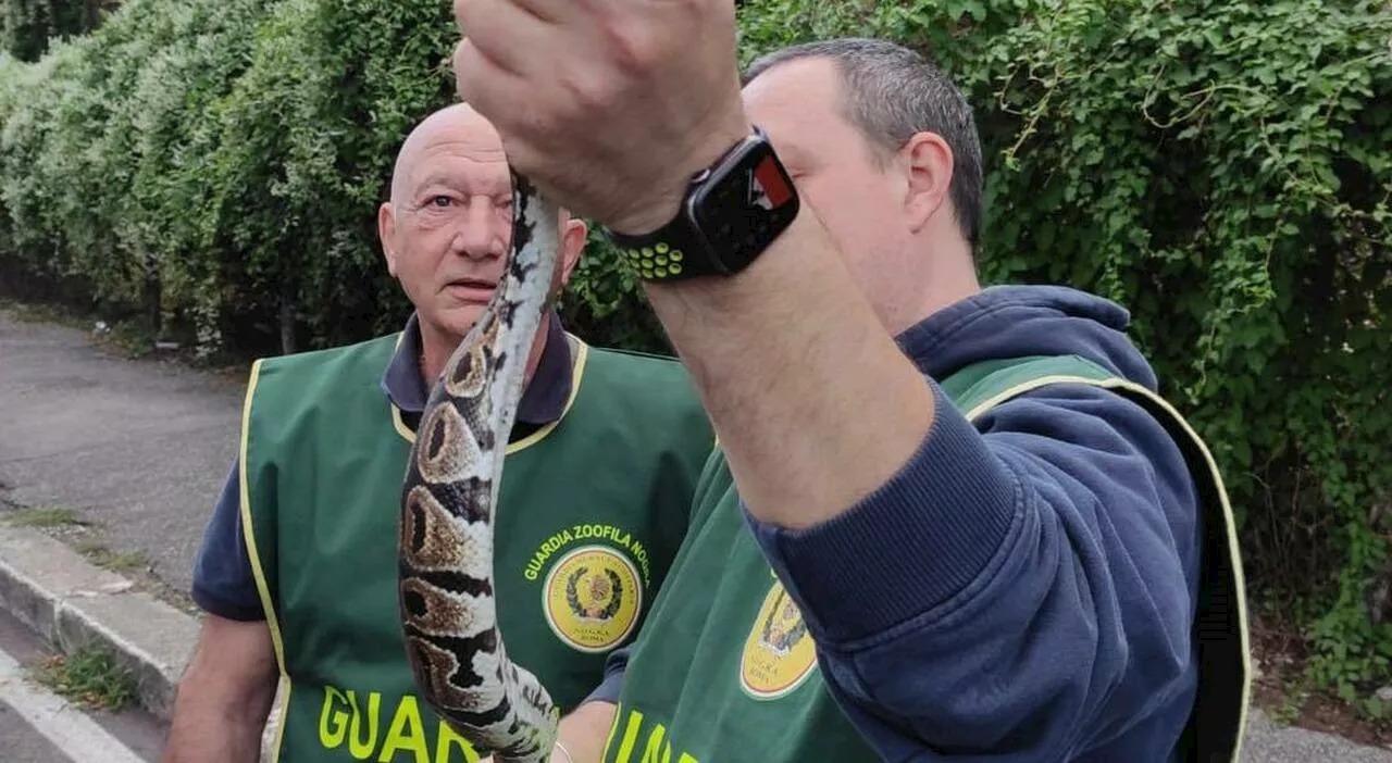 Lazio, animali pericolosi esplode il traffico illecito. «Un business milionario»