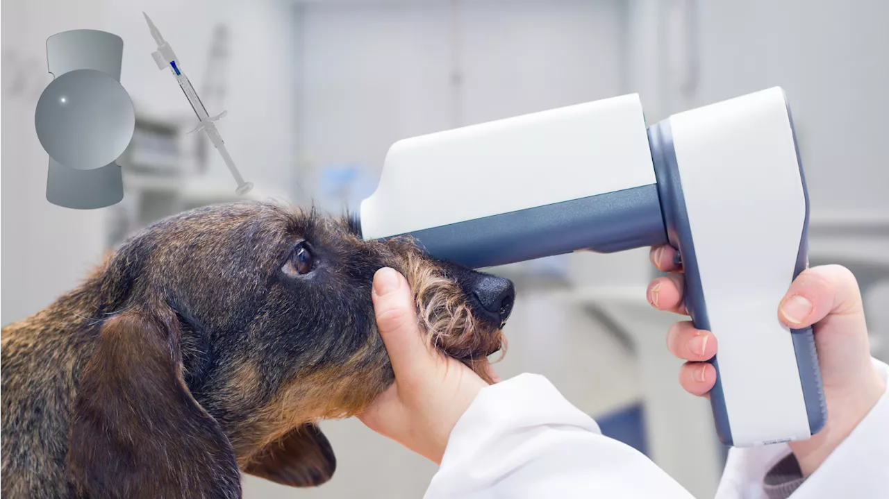 Una empresa vasca fabrica las lentes intraoculares 'que llevan los perros en Nueva York'