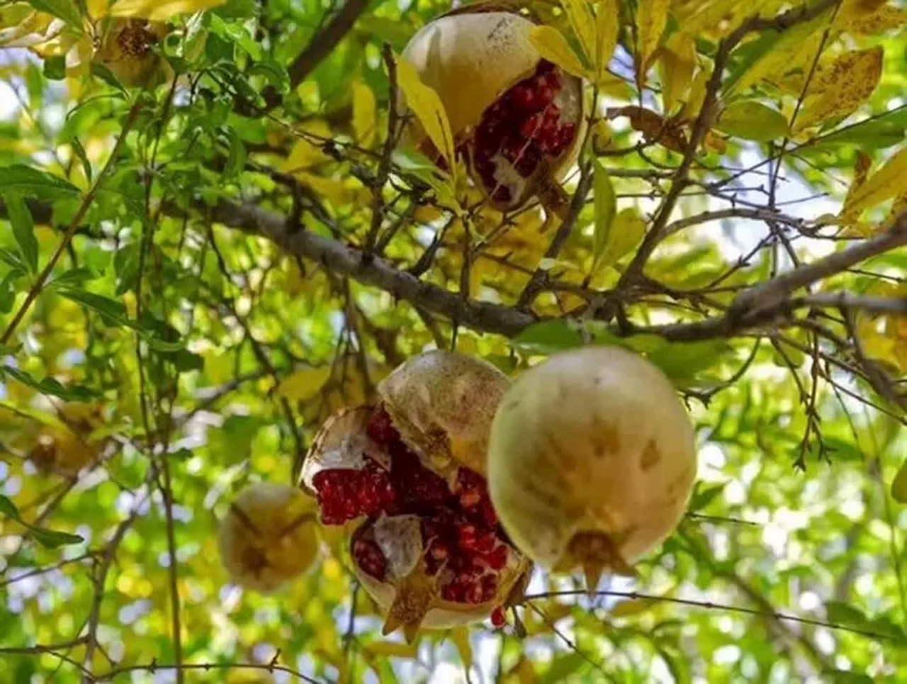 پیش‌بینی برداشت ۱۰۰۰ تن انار از باغات چهارمحال و بختیاری