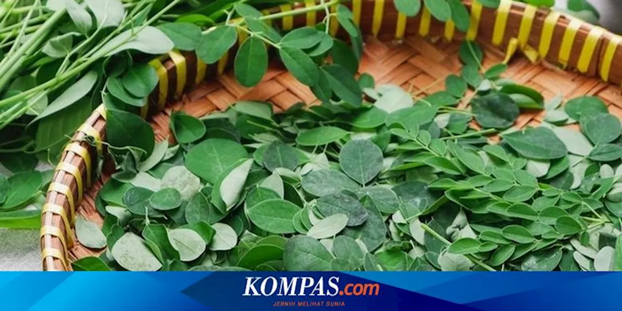 Mengenal Varietas Daun Kelor, Tanaman yang Berkhasiat untuk Kesehatan