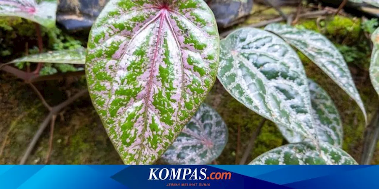 Rutin Mengunyah Daun Sirih Sebelum Tidur Bisa Meredakan Penyakit Apa Saja? Ini Daftarnya