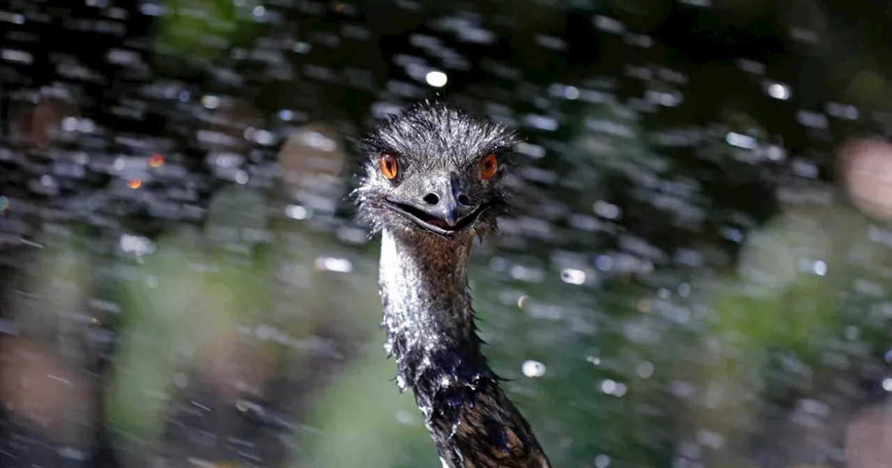 Emu verursacht 'Horror Crash': Bub (5) stirbt, Mädchen (15) in Lebensgefahr