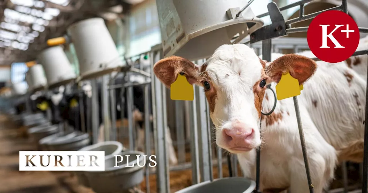 Milch-Boykott der NÖM gegen Spar geht weiter: Was das für die Kunden bedeutet