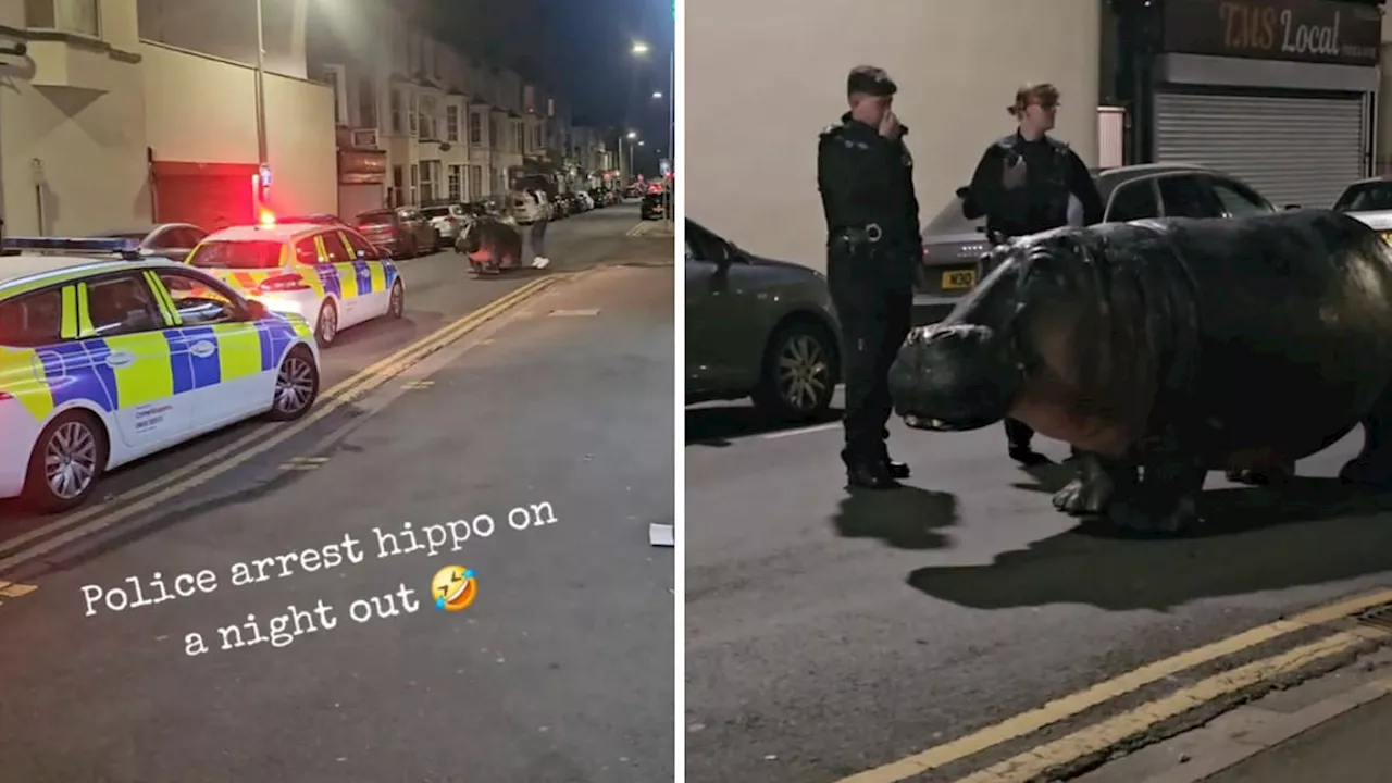 Watch as police wrestle giant hippo from the road after life-size animal blocks traffic