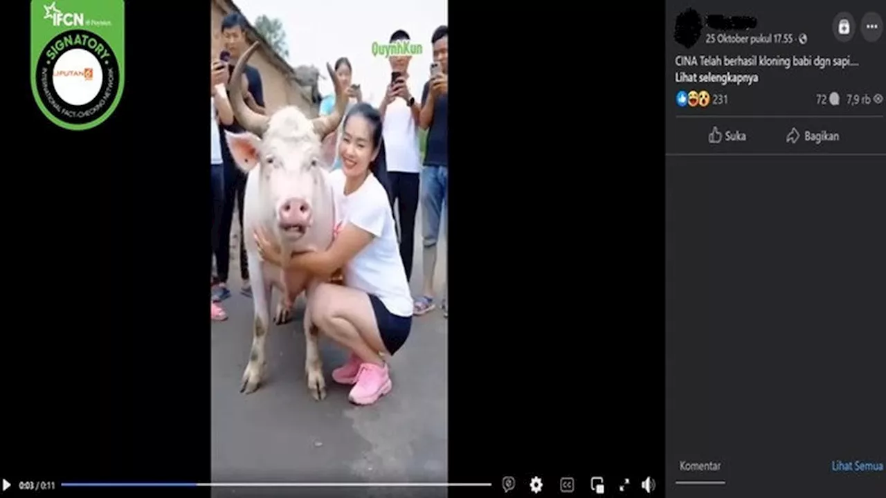 Cek Fakta: Hoaks Video Penampakan Hewan Hasil Kloning Babi dengan Sapi di China