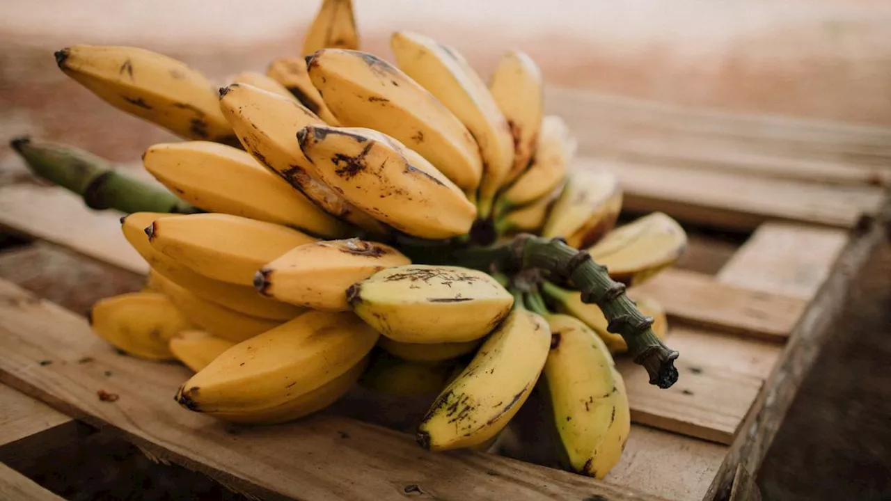 Tanpa Kompor, Ini Rahasia Memasak Pisang Kepok agar Tetap Kuning Cerah