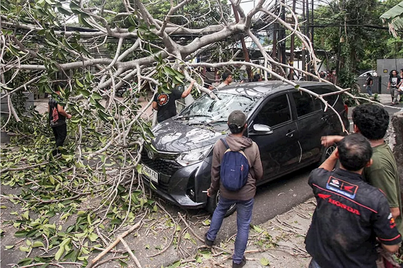 Pohon Tumbang Akibat Angin Kencang