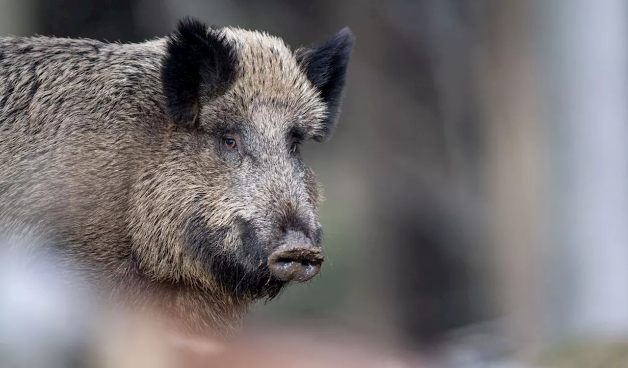 Wildschweine machen Ärger: Jäger am Hamburger Stadtrand im Einsatz