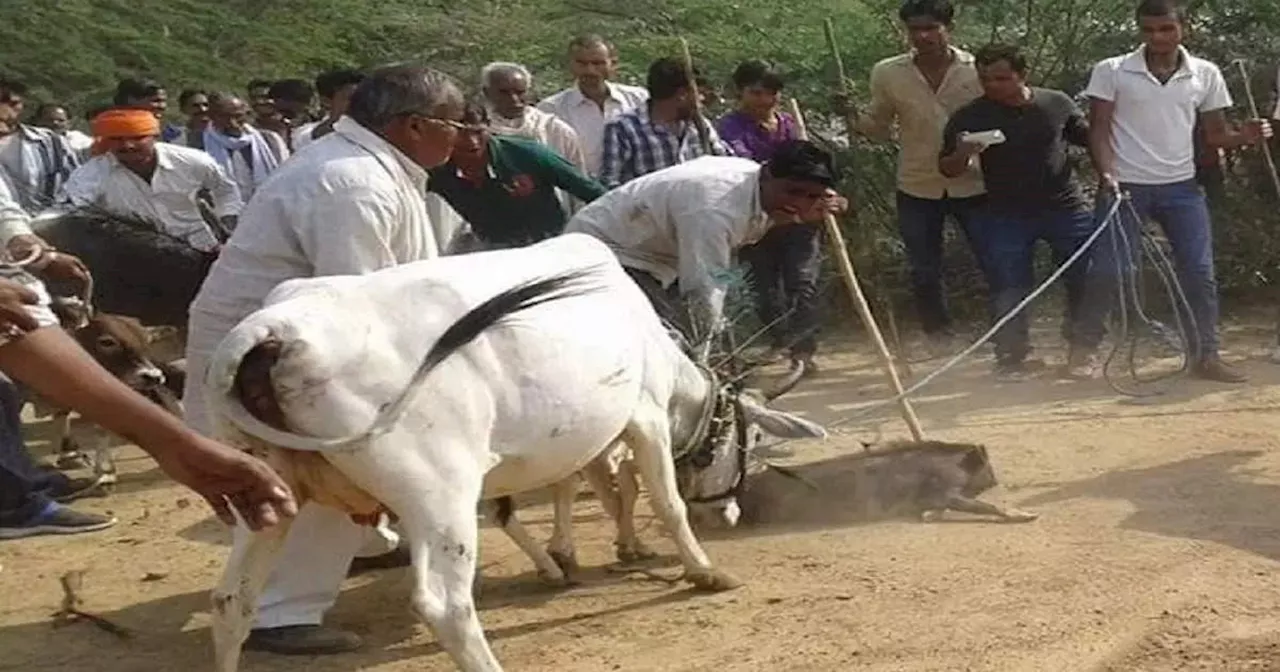 दिवाली पर ये कैसी परम्परा, गाय और सुअर की कराते हैं लड़ाई, गोवर्धन पूजा और श्रीकृष्ण से संबंध जानिए