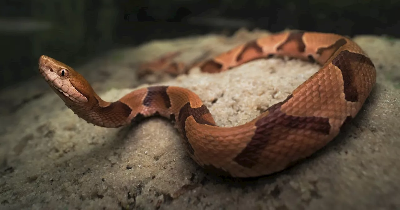 Missing woman found alive after snake bite in Australia's Snowy Mountains