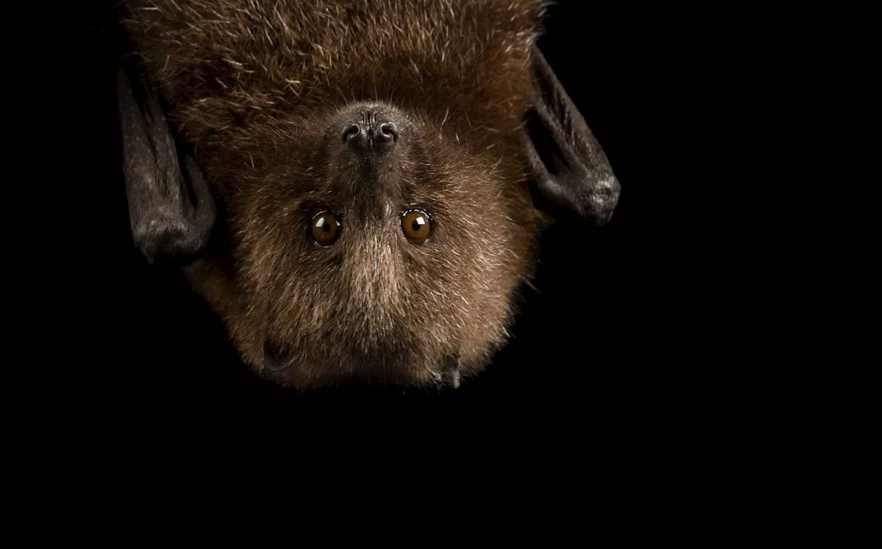 Rabid bat concerns San Diego officials, who seek anybody who came in contact