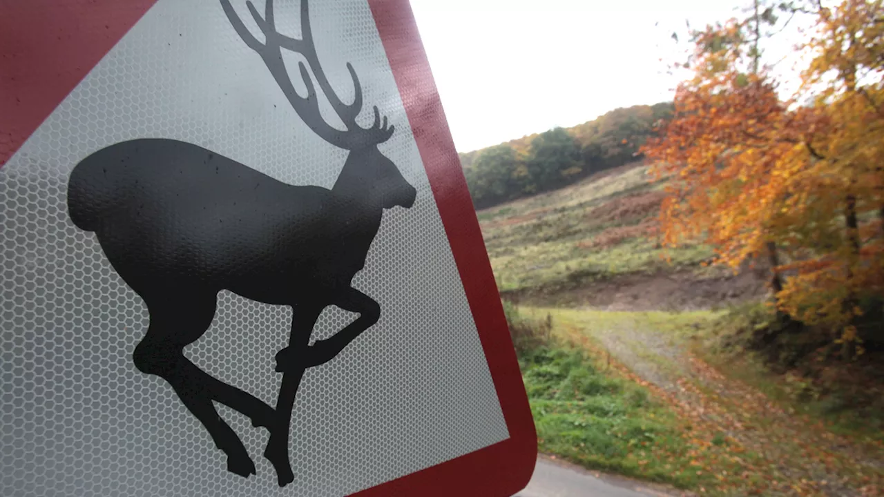 Maine asks hunters to avoid eating deer, turkey in some areas because of PFAS contamination