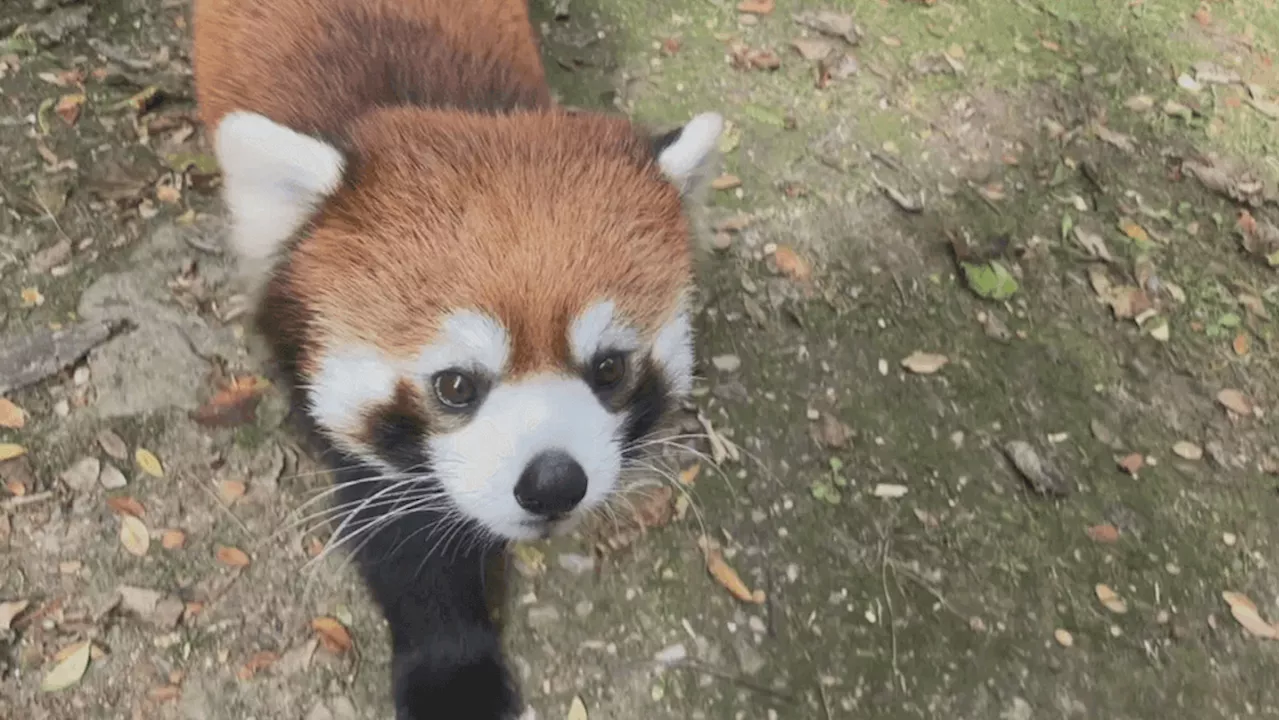COVID isn't just a human problem; zoo animals are high-risk too