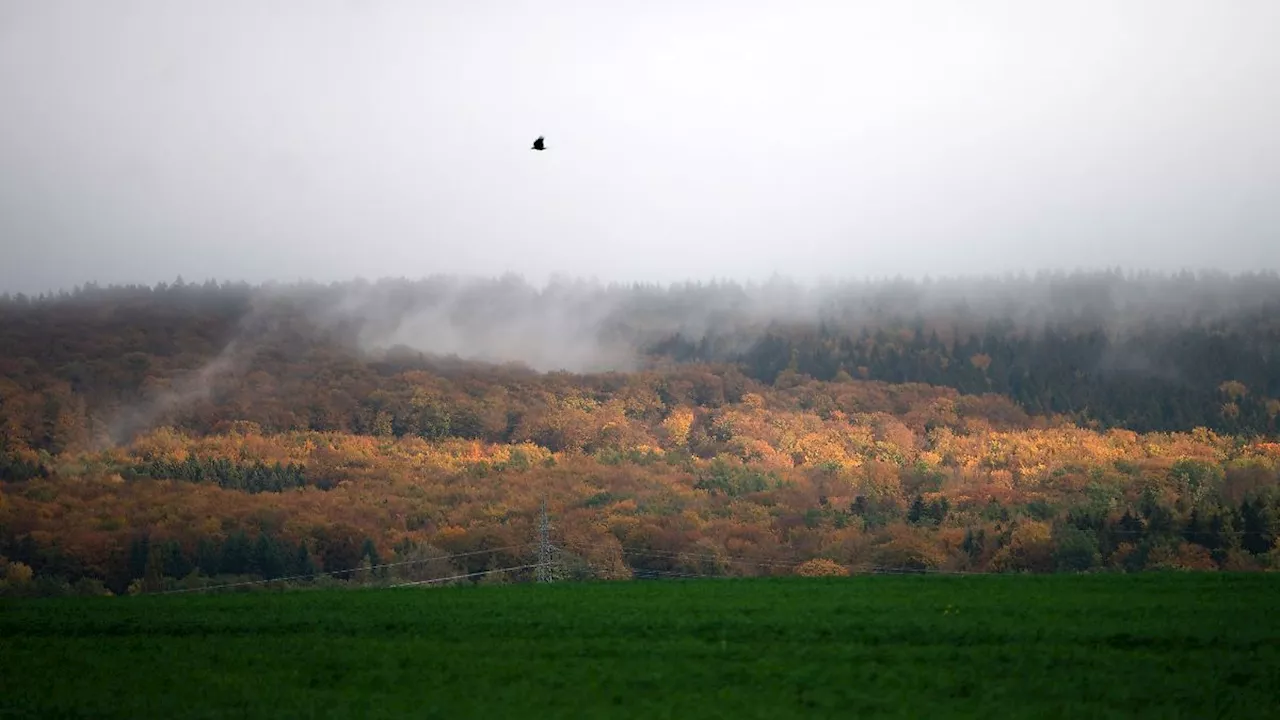 Niedersachsen & Bremen: Klimawandel setzt Wäldern in Niedersachsen zu