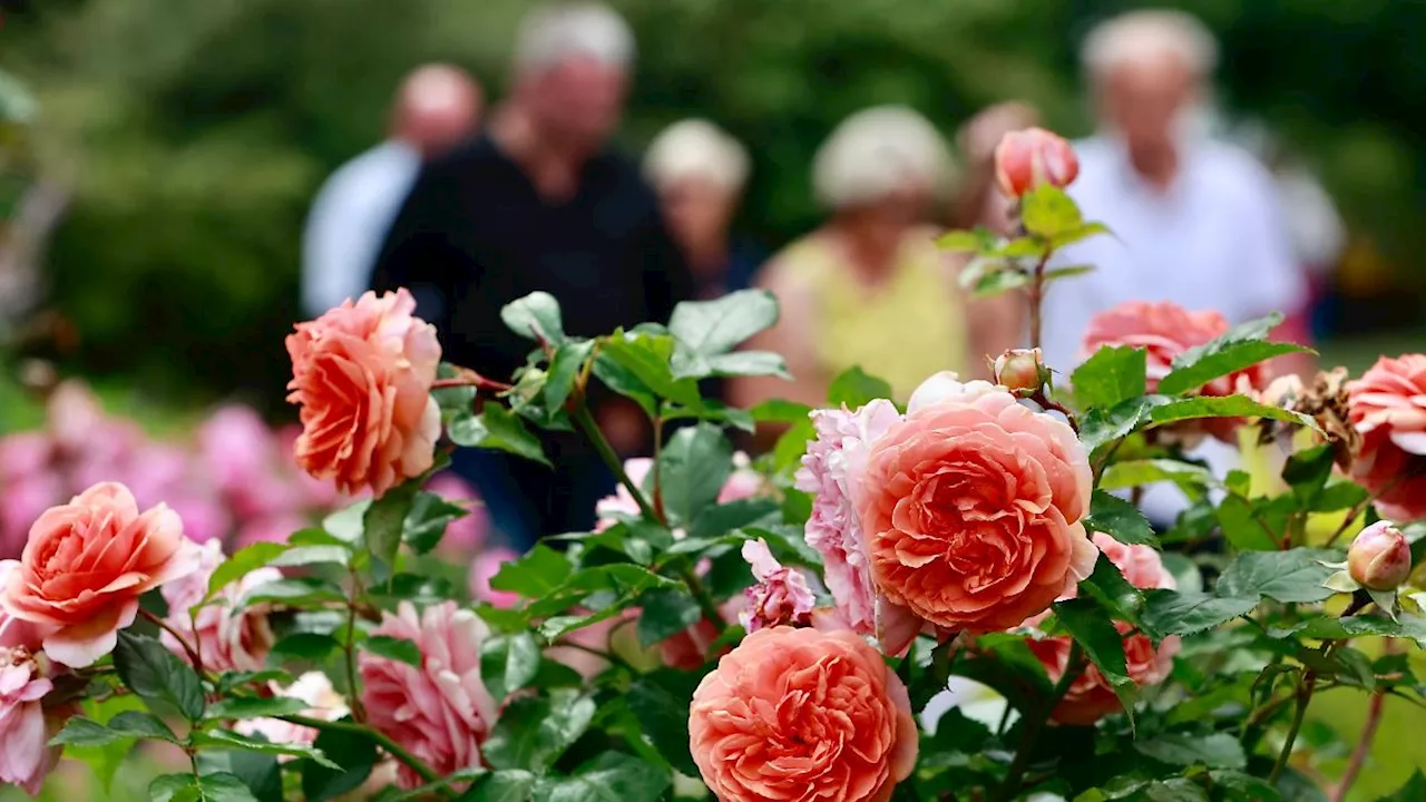 Sachsen-Anhalt: Rund 78.000 Besucher im Rosarium Sangerhausen