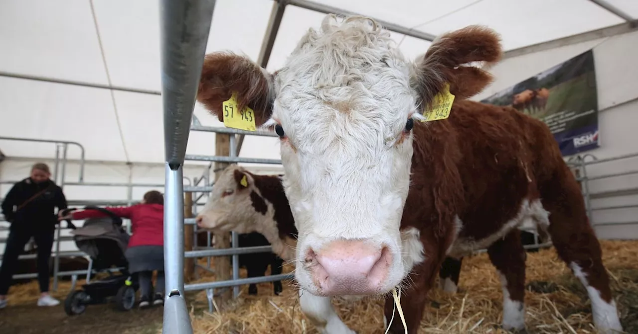 Brockumer Großmarkt baut auf Tradition