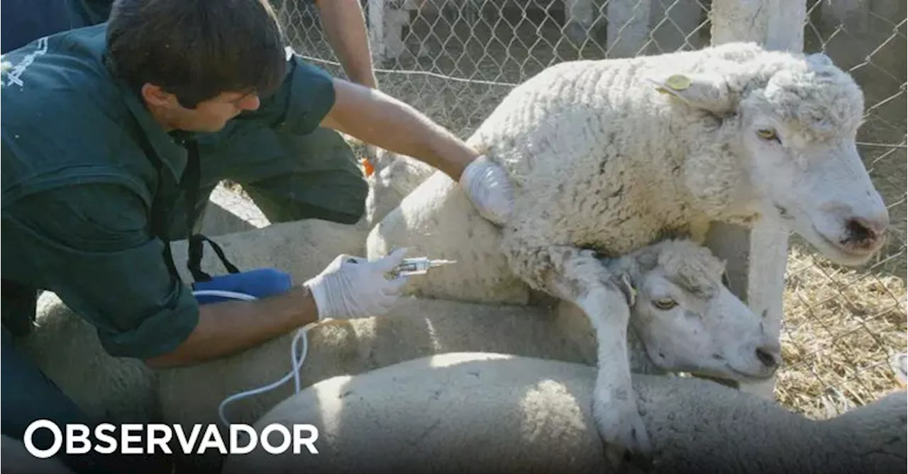 Doença da língua azul ganha terreno no Alentejo e dizima rebanhos, dizem agricultores