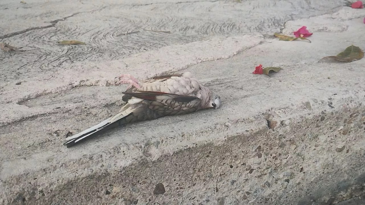 Pájaros mueren otra vez en Irapuato, esta vez en la colonia Los Ecaliptos