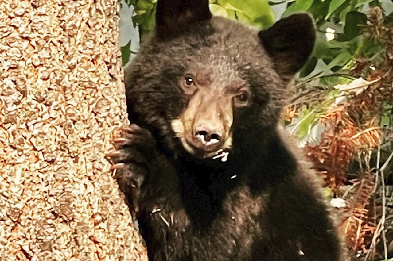 Council to consider adding a city staffer to reach Bear Smart status